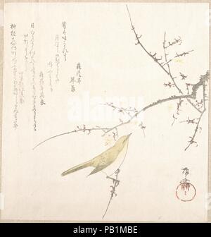 Nouvelle Lune ; Rossignol sur une branche de pruniers. Artiste : Ryuryukyo Shinsai (Japonais, ca active. 1799-1823). Culture : le Japon. Dimensions : 7 13/16 x 7 5/16 in. (19,8 x 18,6 cm). Date : du 19e siècle. Musée : Metropolitan Museum of Art, New York, USA. Banque D'Images