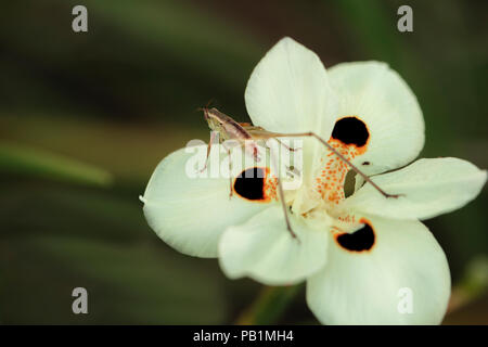 Perché sur une sauterelle verte fleur Dietes Banque D'Images