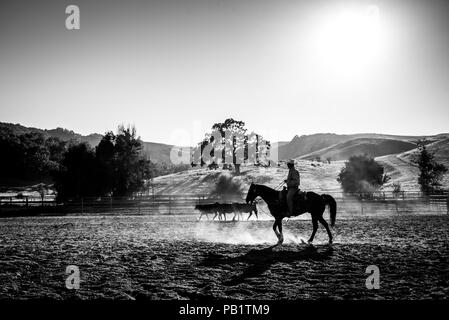 Un cavalier seul sur l'apporte dans un petit groupe de bovins 3 en noir et blanc d'ossature contre le coucher du soleil avec des collines et un chêne. Banque D'Images