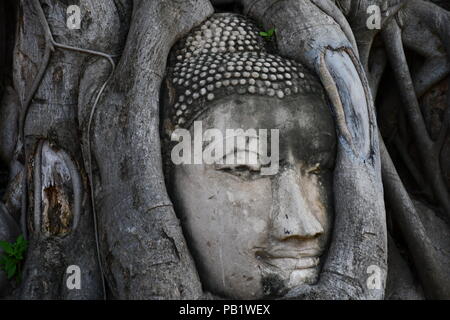 Bouddha visage sculpté dans tree à Wat Maha That à Ayutthaya, Thaïlande Banque D'Images