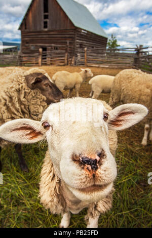 Troupeau de moutons à Williams Lake, British Columbia Canada Banque D'Images