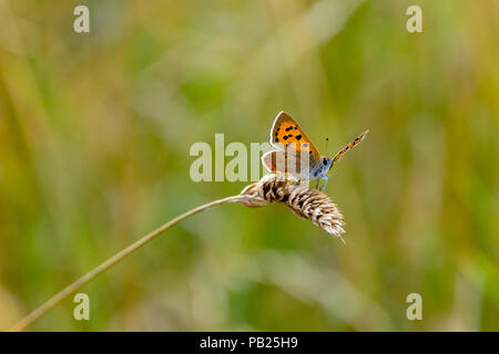 Grand papillon Lycaena dispar (cuivre) reposant sur des semences de graminées sauvages séchés tête Hertford, Hertfordshire, Royaume-Uni Banque D'Images
