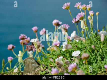 Fleurs rose rose de mer (l'épargne) et mer blanche campion croissant sur la côte de l'île de Lundy, Devon. Fond bleu de mer. Banque D'Images