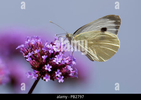 Papillon blanc du chou femelle se nourrissant de verbena bonariensis Banque D'Images