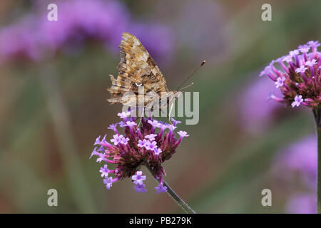 Comma butterfly se nourrissant de verbena bonariensis Banque D'Images