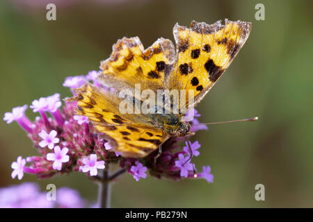 Comma butterfly se nourrissant de verveine dans un jardin Banque D'Images