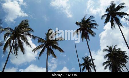 Les cocotiers contre le ciel bleu Banque D'Images