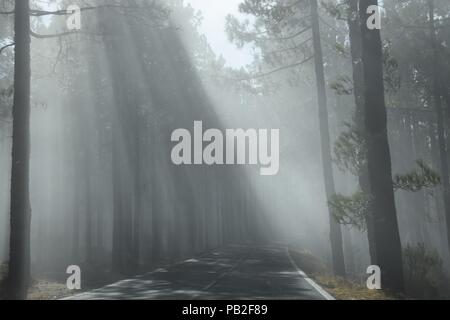 Les faisceaux lumineux sur la route en forêt brumeuse Banque D'Images