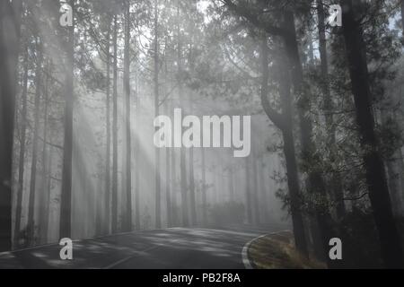 Les faisceaux lumineux sur la route en forêt brumeuse Banque D'Images