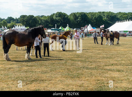 Chevaux Shire dans le Ring d'exposition en concurrence à l'Exposition agricole annuelle de Nantwich dans Cheshire England Royaume-Uni UK Banque D'Images