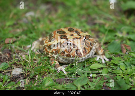 La grenouille cornue d'Argentine avec une faible profondeur de champ, wide mouthed frog, grenouille très orné, large bouche, s'est assis dans le feuillage vert. Ceratophrys, ceratophryidae. Banque D'Images