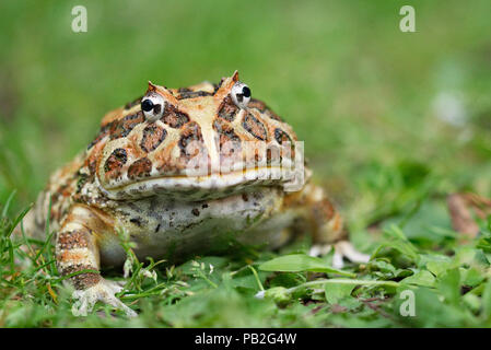 La grenouille cornue d'Argentine avec une faible profondeur de champ, wide mouthed frog, grenouille très orné, large bouche, s'est assis dans le feuillage vert. Ceratophrys, ceratophryidae. Banque D'Images