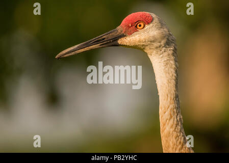 Le portrait d'une sandill (grue Antigone canadensis) au cours de l'heure d'or comme le soleil se couche sur une prairie dans le Wisconsin. Banque D'Images