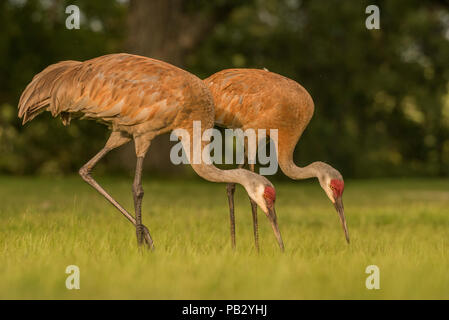 Une paire de grues du Canada (Antigone canadensis) sur les champs dans le Wisconsin. Banque D'Images