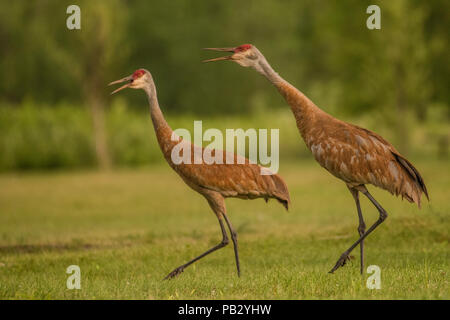 Une paire de grues du Canada (Antigone canadensis) marcher à travers un champ lors de l'appel à l'autre. Banque D'Images