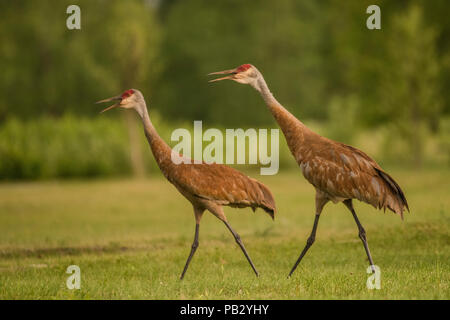 Une paire de grues du Canada (Antigone canadensis) marcher à travers un champ lors de l'appel à l'autre. Banque D'Images