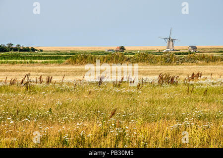 Prairie avec de hautes herbes et de fleurs sauvages sur l'île de Texel aux Pays-Bas, avec un moulin à vent et la digue de la mer des Wadden en arrière-plan Banque D'Images