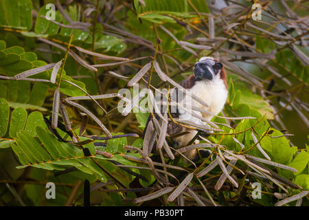 Tamarin de Geoffroy, Saguinus geoffroyi, dans la forêt tropicale sur une île du lac Gatun, Parc National de Soberania, République du Panama. Banque D'Images