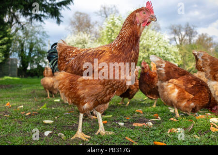 Un groupe de poules se nourrir l'un regardant la caméra prises à partir du sol Banque D'Images