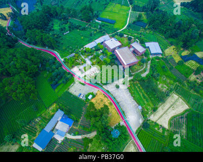 Chengdu, Chengdu, Chine. 26 juillet, 2018. Chengdu, Chine-photographie aérienne de la plantation de thé de Chengdu, dans le sud-ouest de la province chinoise du Sichuan. Crédit : SIPA Asie/ZUMA/Alamy Fil Live News Banque D'Images