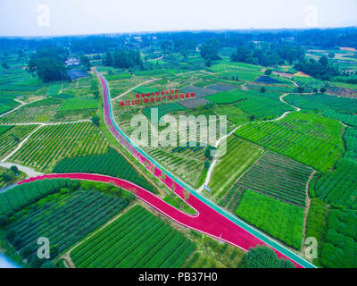 Chengdu, Chengdu, Chine. 26 juillet, 2018. Chengdu, Chine-photographie aérienne de la plantation de thé de Chengdu, dans le sud-ouest de la province chinoise du Sichuan. Crédit : SIPA Asie/ZUMA/Alamy Fil Live News Banque D'Images