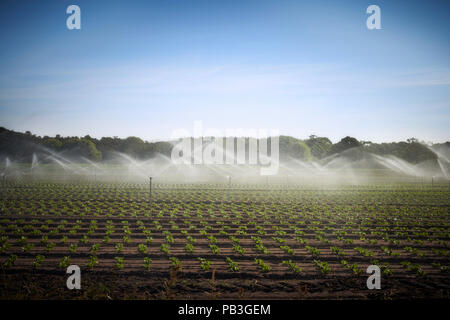 Les cultures de l'eau gicleurs sur le champ d'une ferme. Banque D'Images