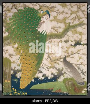 Paons et cerisier. Artiste : Kanazawa Tatsuyuki (Japonais, actif au début du xxe siècle). Culture : le Japon. Dimensions : Image : 80 1/8 × 72 13/16 in. (203,5 × 185 cm). Date : ca. 1925. Contre l'arrière-plan d'un rendu avec brio cerisier en pleine floraison, un paon est perché sur une branche avec ses plumes de queue alors que le réseau glorieusement peahen plumage discret avec l'air vers le haut en direction de son compagnon flamboyant. La vierge près de couches de pigments minéraux appliqués épais couvrent toute la surface de ce tour de force de la peinture moderne. Caractéristique de nihonga (peinture de style japonais Banque D'Images
