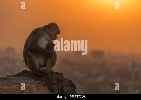 Donnant sur Jaipur au coucher du soleil, un petit singe prend un repos. Banque D'Images