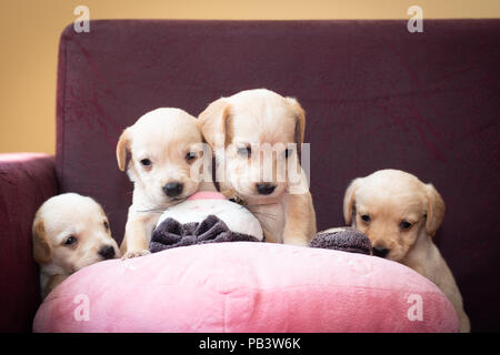 Adorable petit chiots couleur blanc à la maison quatre ensemble portée Banque D'Images