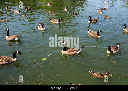 Dans l'eau de refroidissement de canards de l'Alexandra Palace, au nord de Londres. Une grande partie de l'UK devrait profiter du temps ensoleillé et chaud avec la température devrait atteindre 30 degrés celsius dans la capitale. Avec : Atmosphère, voir Où : London, Royaume-Uni Quand : 25 Juin 2018 Crédit : Dinendra Haria/WENN Banque D'Images