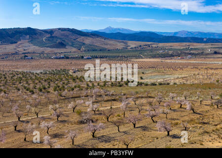 Prunus dulcis, Almond grove dans le paysage de montagne Andalousie Espagne Banque D'Images