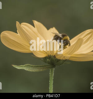 Buzy Bee prendre le petit-déjeuner sur Helianthus Banque D'Images