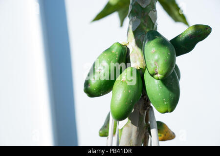 Groupe des verts sur les papayes mûres tree Banque D'Images