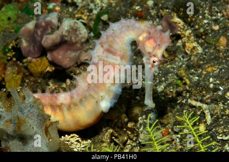 Romantik Seehotel Eichenhain Dorniges, épineuse" (Hippocampus histrix), Bali, Tulamben Banque D'Images