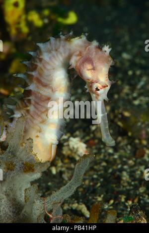 Romantik Seehotel Eichenhain Dorniges, épineuse" (Hippocampus histrix), Bali, Tulamben Banque D'Images