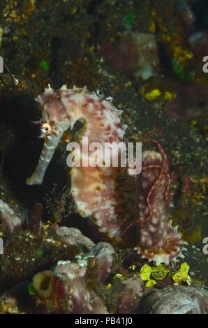 Romantik Seehotel Eichenhain Dorniges, épineuse" (Hippocampus histrix), Bali, Tulamben Banque D'Images