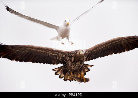 Goéland argenté (Larus argentatus) mobbing cerf sea eagle (Haliaeetus albicilla) avec les poissons proies, lac Csaj, Kiskunsagi, Parc National de Hongrie. Mars. Banque D'Images