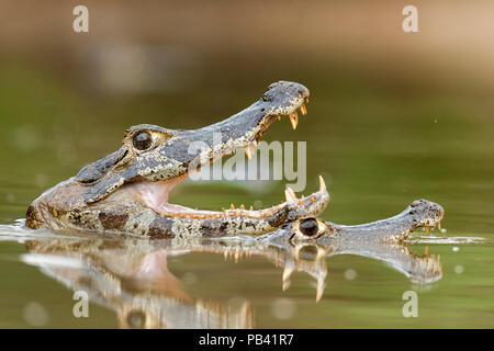 Jacare / Cuiaba River (Caiman crocodilus yacare) deux îles Caïmans, l'un avec la bouche ouverte, Pantanal, Brésil. Banque D'Images