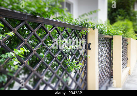 Feuilles vert décoré de plantes dans la clôture, stock photo Banque D'Images