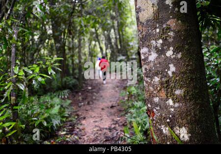 Les enfants de marcher sur la piste à Souita Falls, Atherton, Queensland, Australie Banque D'Images