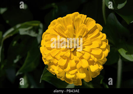 Zinnia jaune dans le jardin. Zinnia elegans, connue comme la jeunesse et l'âge, ou élégant zinnia zinnia commun, est une plante annuelle de la famille Zinnia Banque D'Images