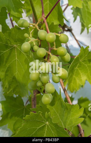 Grappes de raisin raisin muscat de formage sur desert Bleu, contre le mur blanc d'une maison dans le Devon. Banque D'Images