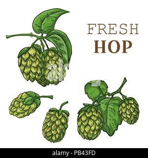 Esquisses de houblon, hop sur une branche avec des feuilles Illustration de Vecteur