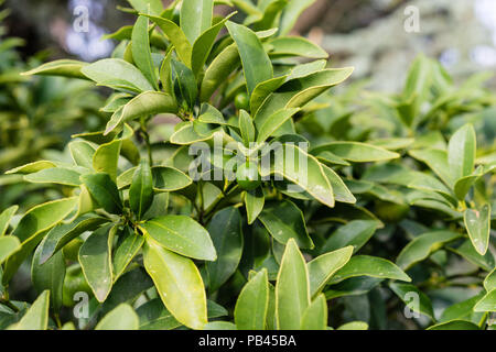 Feuilles de Fortunella Margarita rutacées kumquat ovale en provenance de Chine usine d'agrumes Banque D'Images