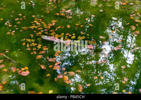 Étang avec de l'eau verte et les feuilles à la recherche de toxiques forrest Banque D'Images