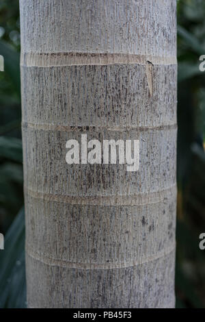 Tronc d'arbre près de roystonea regia arecaceae Banque D'Images