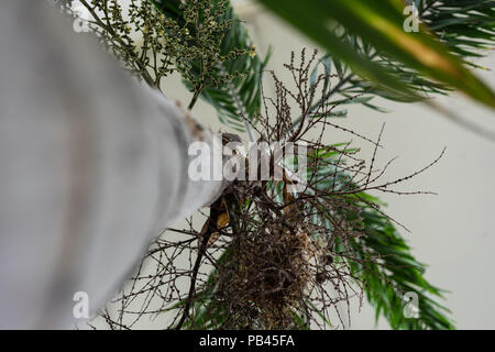 Tronc d'arbre près de roystonea regia arecaceae Banque D'Images