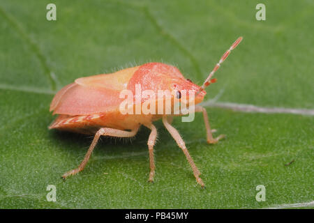 Hairy Shieldbug (adultes fraîchement muées Dolycoris baccarum) au repos sur la feuille. Tipperary, Irlande Banque D'Images