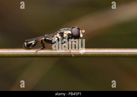 À pattes épaisses Hoverfly Syritta pipiens perché sur tige de la plante. Tipperary, Irlande Banque D'Images