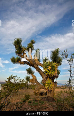 UT00482-00...UTAH - Début de la lumière du matin sur une vieille dans Joshua tree le lavage d'une digue de castor National Conservation Area sur le bord du désert de Mojave. Banque D'Images